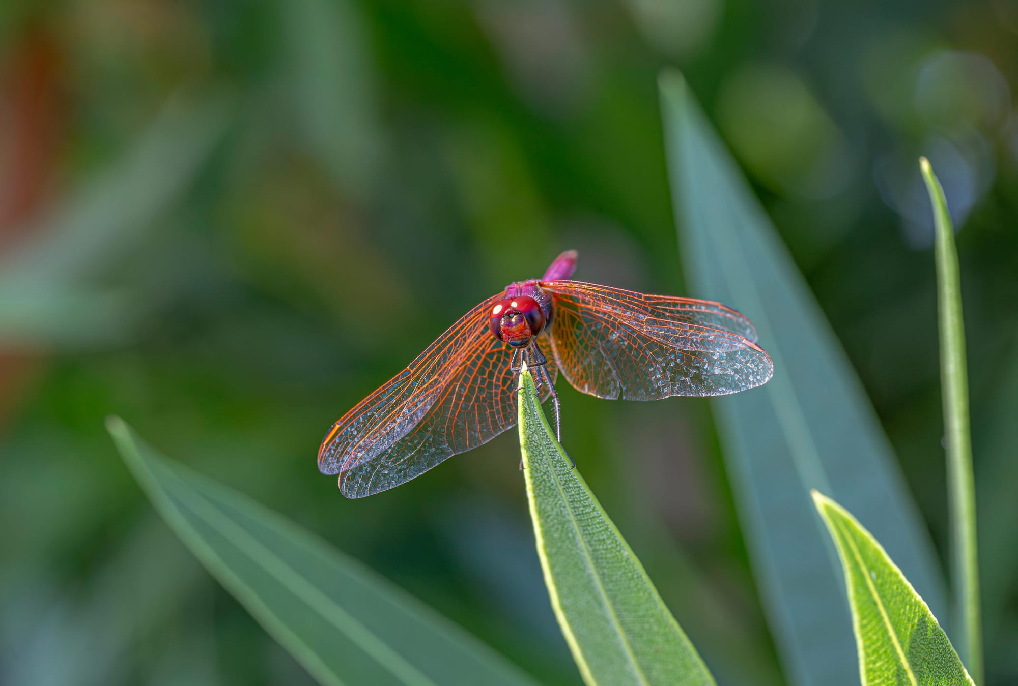 Photo of a dragonfly on a leaf.